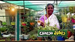 Roof Gardening | Successfully Implemented by A Middle Aged Couple | at Dharapalem of Vizag