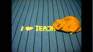 TeaJay and the cute Hamster Video