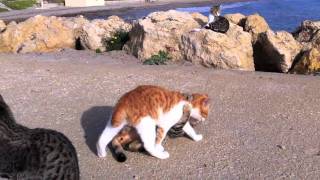 Colonia de gatitos simpáticos