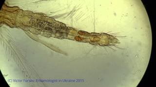 Под Микроскопом: Западный цветочный трипс Frankliniella оccidentalis, Самец