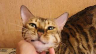 Бенгальская кошка смешно мяукает Bengal cat meows funny