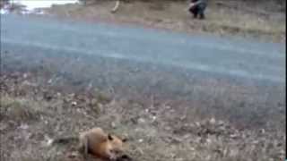 VIRGINIA TRAPPING SEASON 2012-2013