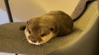 カワウソさくら よりリアルなカワウソぬいぐるみに嫉妬するカワウソ Real otter otter jealous of stuffed animals