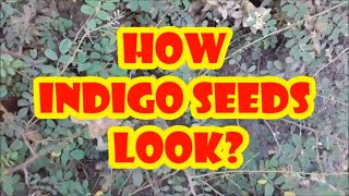 INDIGO SEEDS//how indigo seeds look
