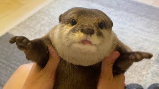 カワウソさくら カワウソの筋肉が普通にマッチョすぎた… The otter's muscles were too great