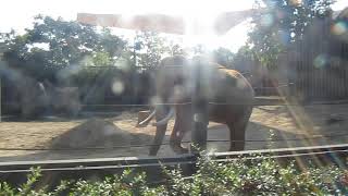 Cincinnati Zoo and Botanical Garden. Video 1