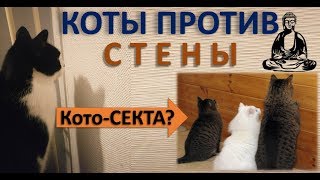 Зачем КОТЫ смотрят в СТЕНУ?  ...про 20-ю Сиддхи.. Медитацию.. ч. Викрам.