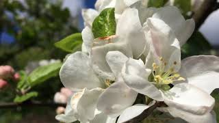 ALAM MO BA KUNG ANONG FLOWERS ITOH? | (APPLES FLOWERS in our garden)