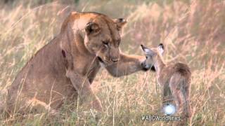 Lion Adopts Baby Antelope