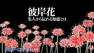彼岸花 先人から伝わる知恵とは