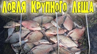 ЛОВЛЯ КРУПНОГО ЛЕЩА.  Лучшая моя фидерная рыбалка!