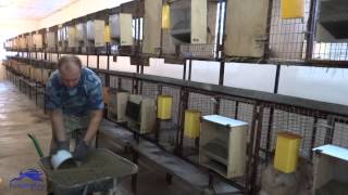 Бункерные кормушки для кроликов, кормление