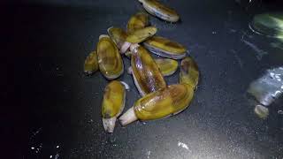 หาหอย ขุดหอย วิธีจับหอย ที่อเมริกาตอนกลางคืน/ชีวิตในอเมริกา/ Digging  Razor Clams 2018 Washington