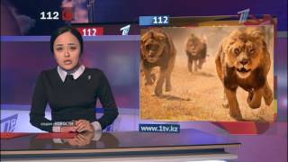 Львы-убийцы: три хищника растерзали ветеринара и его помощника