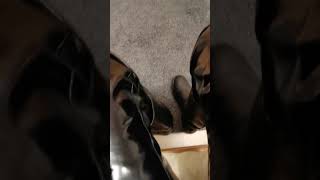 Farting in my PVC Pants