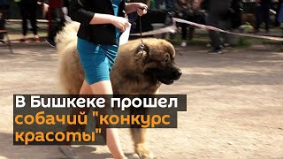 В Бишкеке прошел собачий "конкурс красоты"