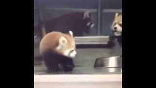 Panda rojos asustados