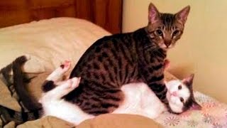КТО СЪЕЛ СОСИСКИ!? СМЕШНЫЕ ЖИВОТНЫЕ