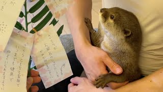 カワウソさくら 七夕の願い事をしたらぴょんぴょんカワウソが生まれた Otter and Tanabata