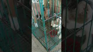 BELAJAR DAMAI || DALAM SATU KANDANG ANAK ANJING DAN KUCING. #Shorts
