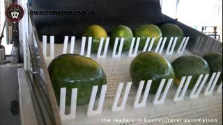 KW Automation - Watermelon Processing Line