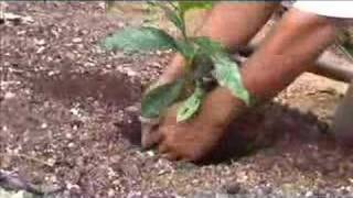 Growing Organic Coffee - Sanora Vida