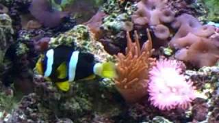 Clarkii Clownfish Video 1