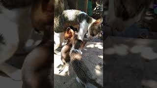 Mother cat breastfeeding puppy