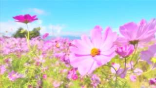 COSMOS／細野よしひこ☆ピアノソロ中級
