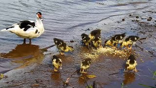 Pata e seus jovens filhotes, Patinhos esfomeados na quirera de milho, Anas platyrhynchos,