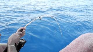 Рыбалка в Средиземном море. Шестижаберная акула - Big FISH.