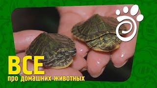 Красноухая Черепаха (Часть Первая). Все О Домашних Животных
