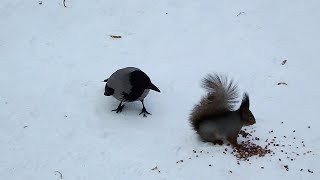 Белка и ворона \ Squirrel and Crow