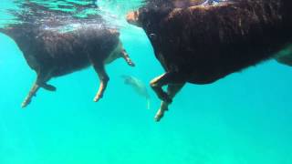 Rottweiler's swimming in ocean