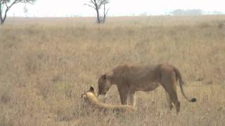 SERENGETI - SERONERA - 1