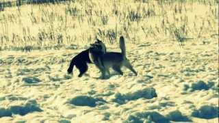 Клуб "Югория" питомник "Из Югры" 8 марта 2012
