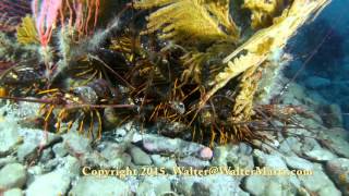 California's Spiny Lobster