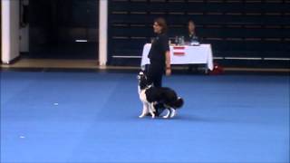 Sandra Rohrer & I'm Freezer Vom Chiemgauer Landchen World championship Obedience Helsinki 2014