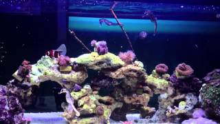 Seahorse reef tank 20 gal