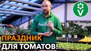 ?ПОДКОРМКА ТОМАТОВ ВОДКОЙ для огромного и вкусного урожая!