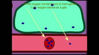 AP2 EXAM 2: OXYGEN, CARBON DIOXIDE TRANSPORT THROUGH THE BLOOD