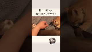 家族が増えました Otter with an increasing number of families