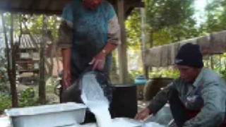 Harvesting Rubber