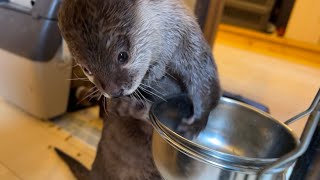 ご飯食べるところを猫にじっと見られ続けるカワウソ Cat keeps staring at a otter as it eats its food.