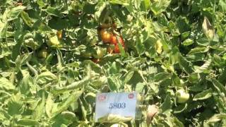 Heinz 5803
