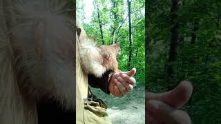 Белка понимает, что я говорю / I asked the squirrel to sit facing the camera