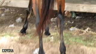 Horse peeing