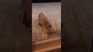 Poodle vs. Fox