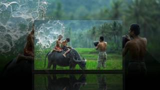 Gặp Nhau Giữa Rừng Mơ   Sáo Mèo Vũ Trụ