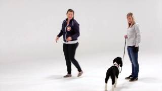 Dog Training: Tips for Polite Greetings (No jumping!)